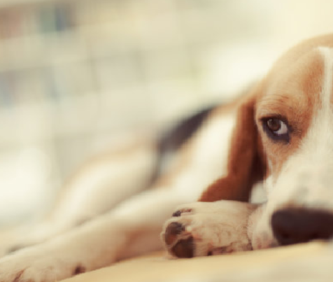 Preskusni komplet protiteles Brucella Canis (B. Canis AB): Hitra diagnoza polja za brucelozo pri živinoreji