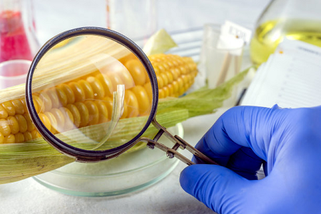 Babio's Ochratoxin Hitra testna kaseta - zagotavlja globalno varnost hrane