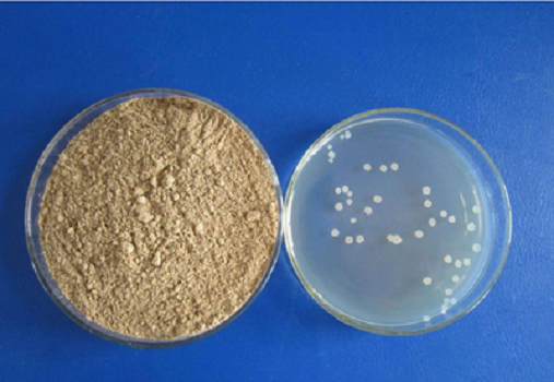 LB Medium (Lennox) Granule By Babio: visokokakovostni kulturni mediji za E. coli Research