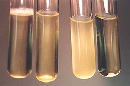 Babio lansira visoko zmogljivo brozgo za infuzijo možganov in srca za Global Microbiology Labs