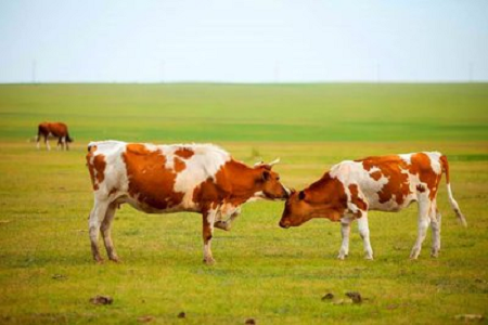 BABIO predstavlja visoko občutljiv komplet za hitri test brejosti goveda za sodobno govedorejo