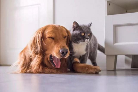 BABIO širi portfelj veterinarskih hitrih testov za Global Pet Healthcare