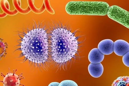 BABIO lansira obogatitveni medij za Salmonella Shigella za zanesljiv prenos črevesnih patogenov