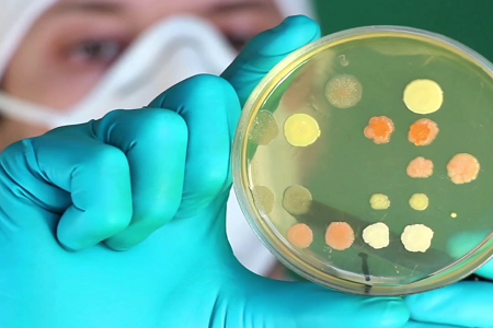 Podpora napredni mikrobiologiji: BABIO lansira pripravljeno juho za infuzijo možganov in srca