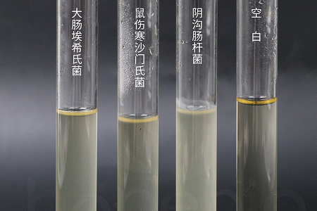 Babio Biotechnology lansira visoko zmogljivo juho za infuzijo možganov in srca za zanesljivo gojenje mikrobov