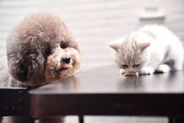 Hitri testni komplet FPV Ag za odkrivanje mačjih kužnih virusov