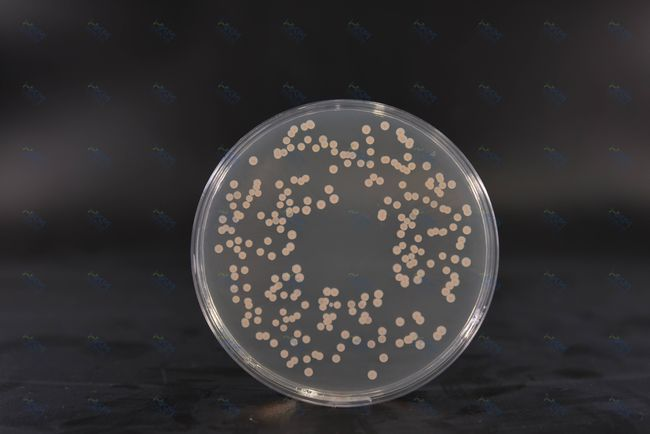 Gojišče BABIO SDA podpira zanesljivo gojenje gliv in mikrobiološko testiranje